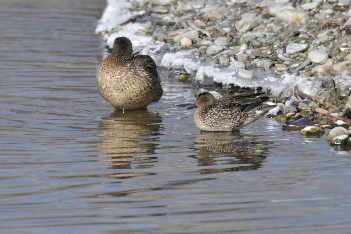 Green-winged Teal - ML539071941