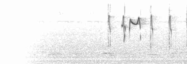  - Varied Sittella (Striated)