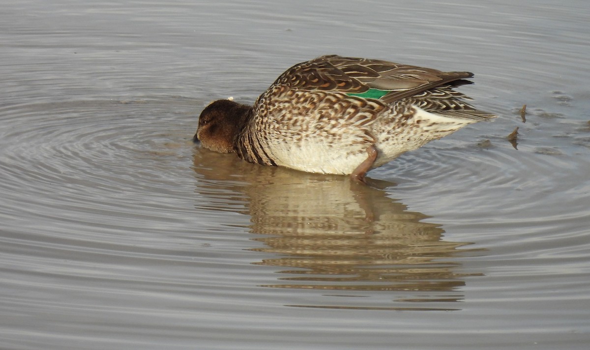 Green-winged Teal - ML539075801