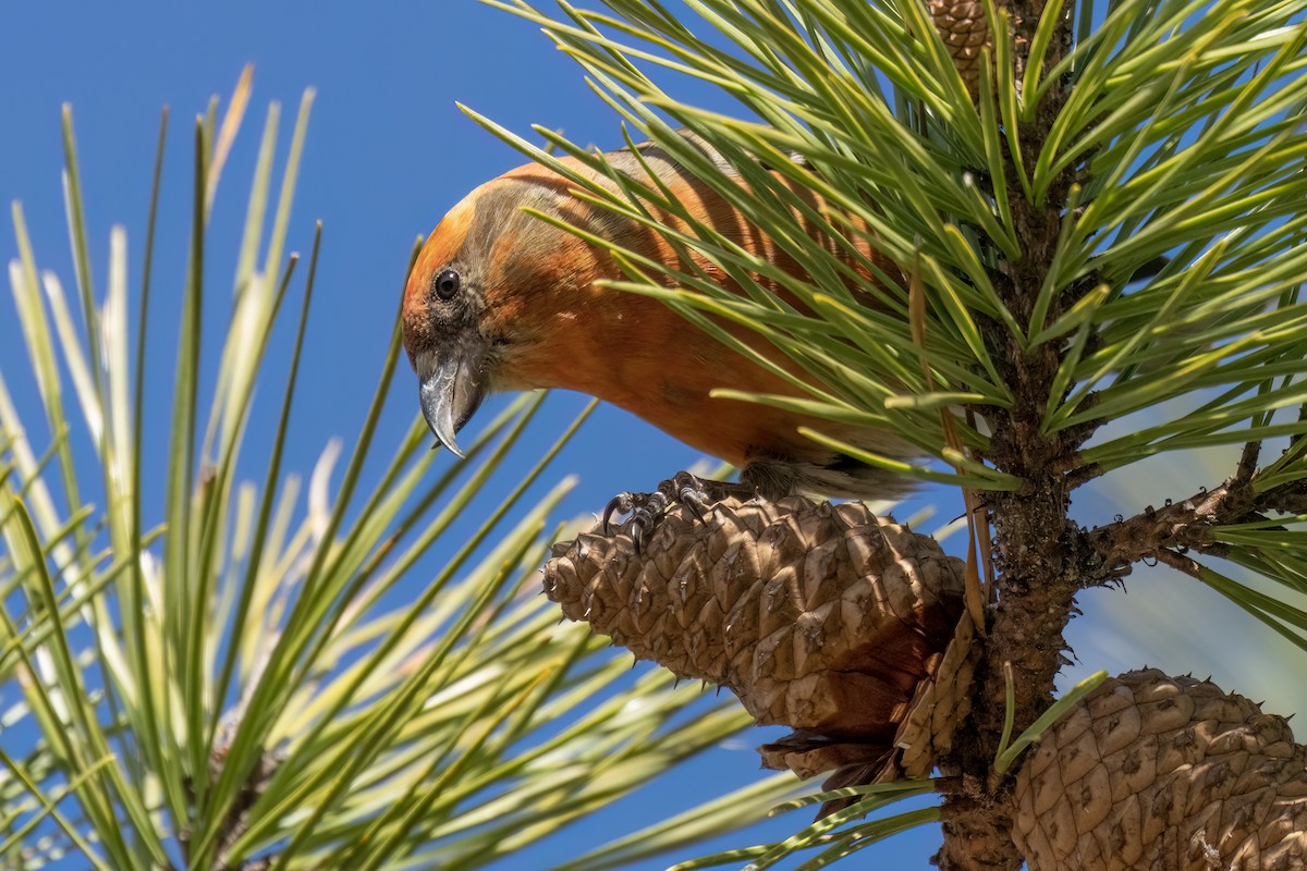 Red Crossbill (Northeastern or type 12) ML539076111