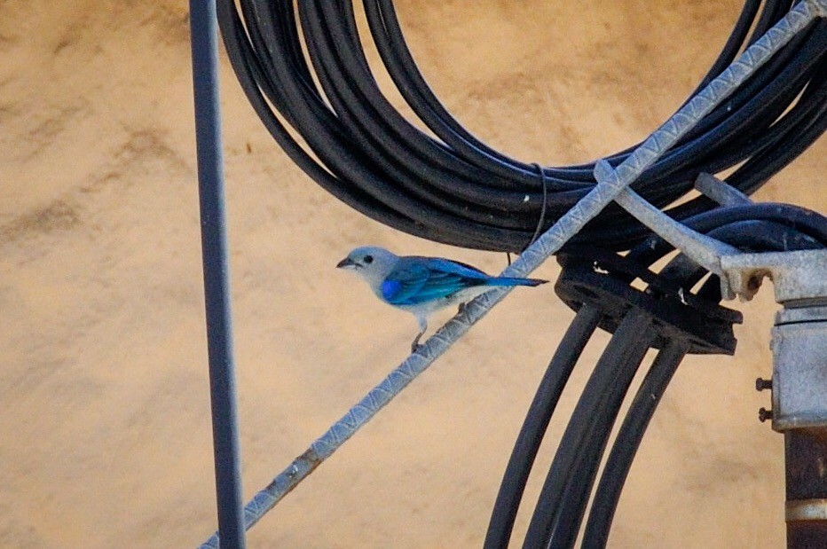 Blue-gray Tanager - ML539078401