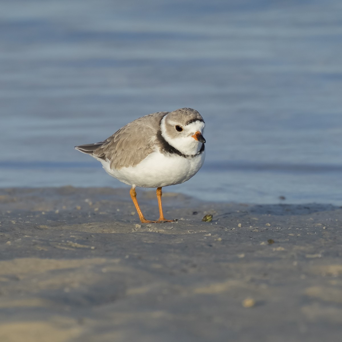 Piping Plover - ML53907901