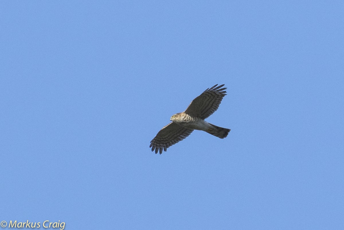 Eurasian Sparrowhawk - ML53907911