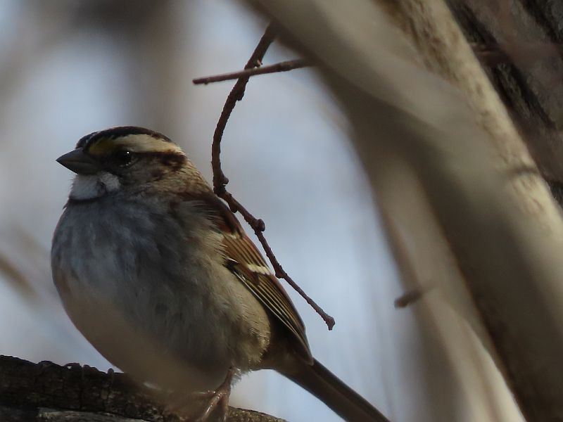 White-throated Sparrow - ML539079271
