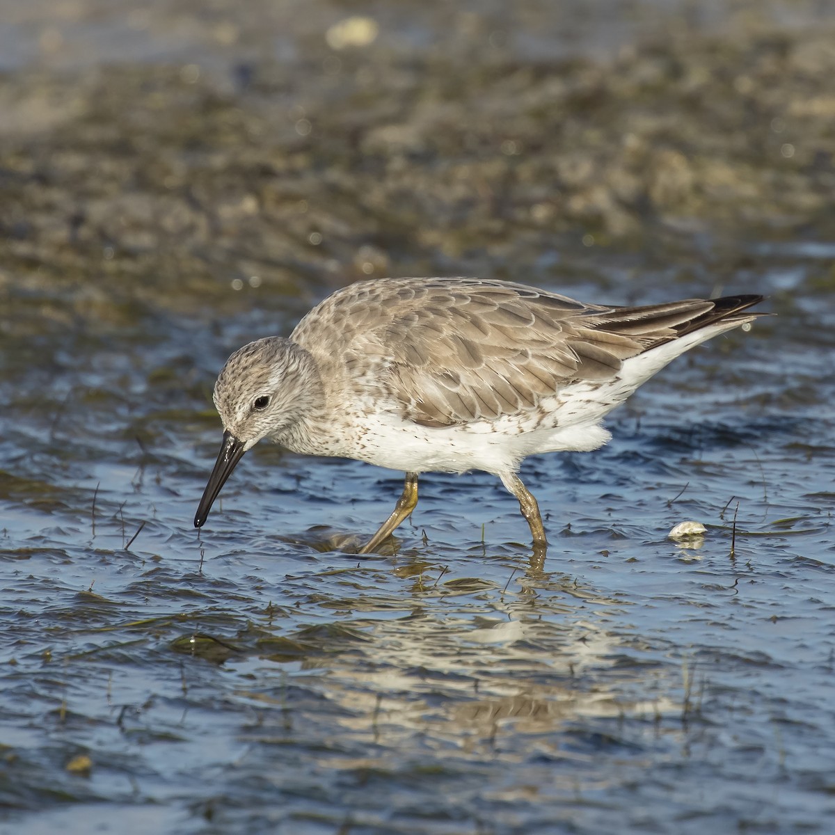 Red Knot - ML53907941