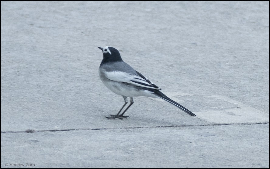 White-browed Wagtail - ML539081031
