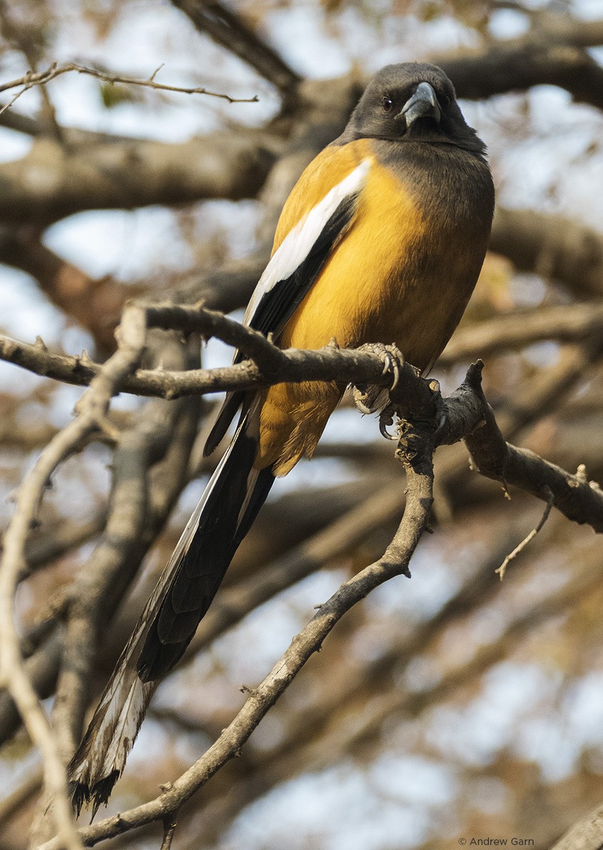 Rufous Treepie - Avian Garn