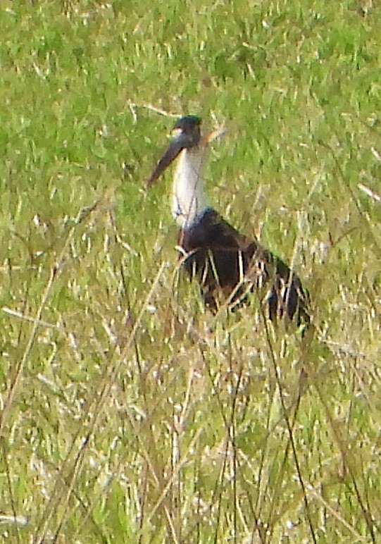 Asian Woolly-necked Stork - ML539084581