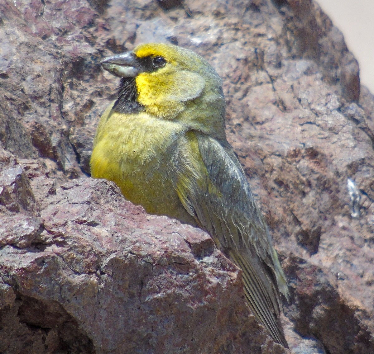 Yellow-bridled Finch (White-tailed) - ML539086731