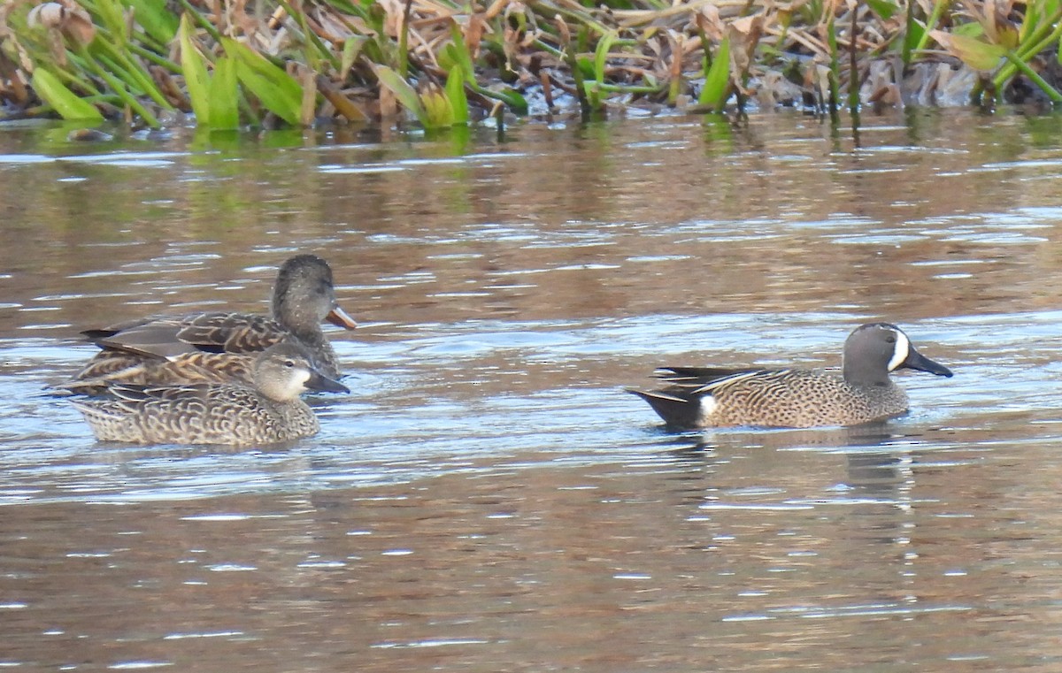Blue-winged Teal - ML539089111