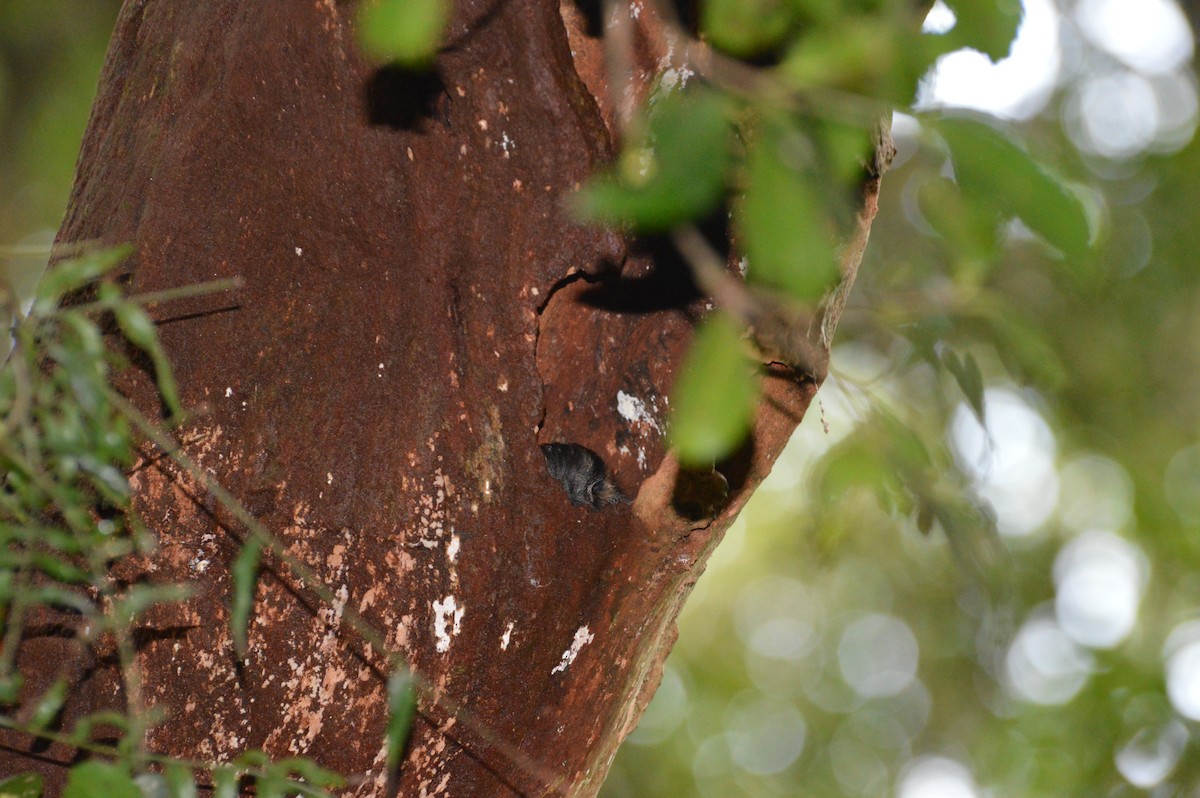 Australian Owlet-nightjar - Ryne Rutherford