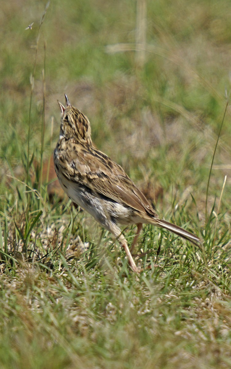 Ochre-breasted Pipit - ML539095901