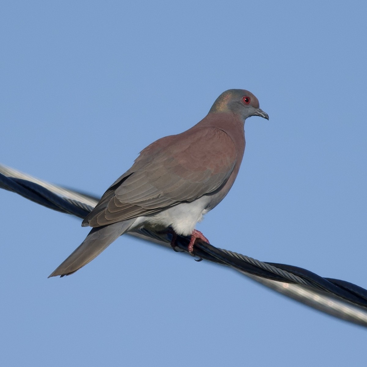 Pale-vented Pigeon - ML539097751