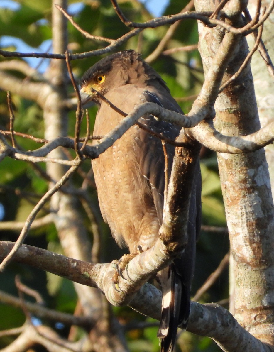 Crested Serpent-Eagle - ML539098331