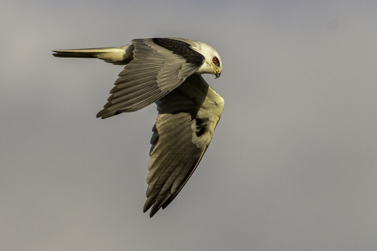 White-tailed Kite - Phil Riebel