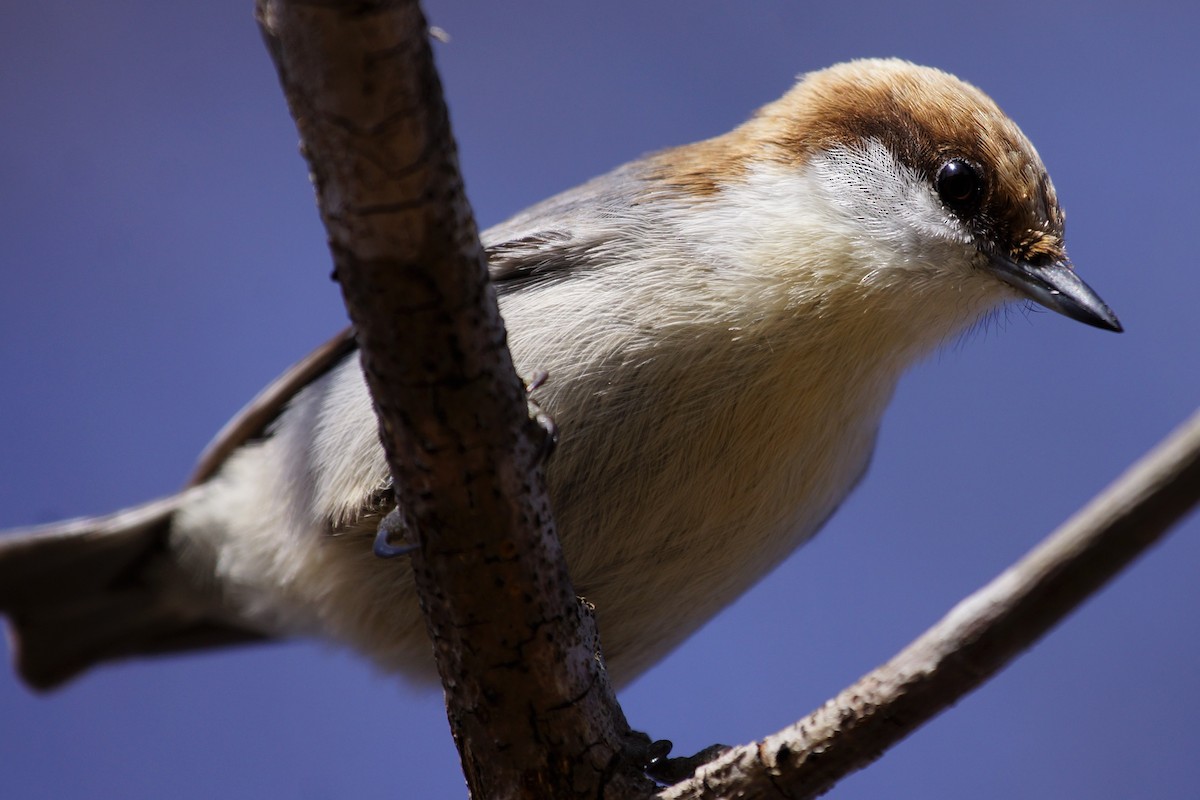 Brown-headed Nuthatch - ML539100611