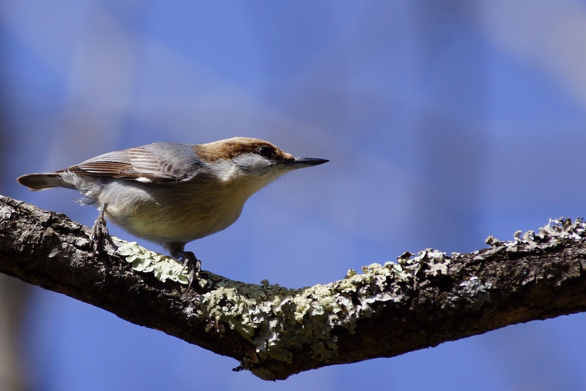 Brown-headed Nuthatch - ML539100661