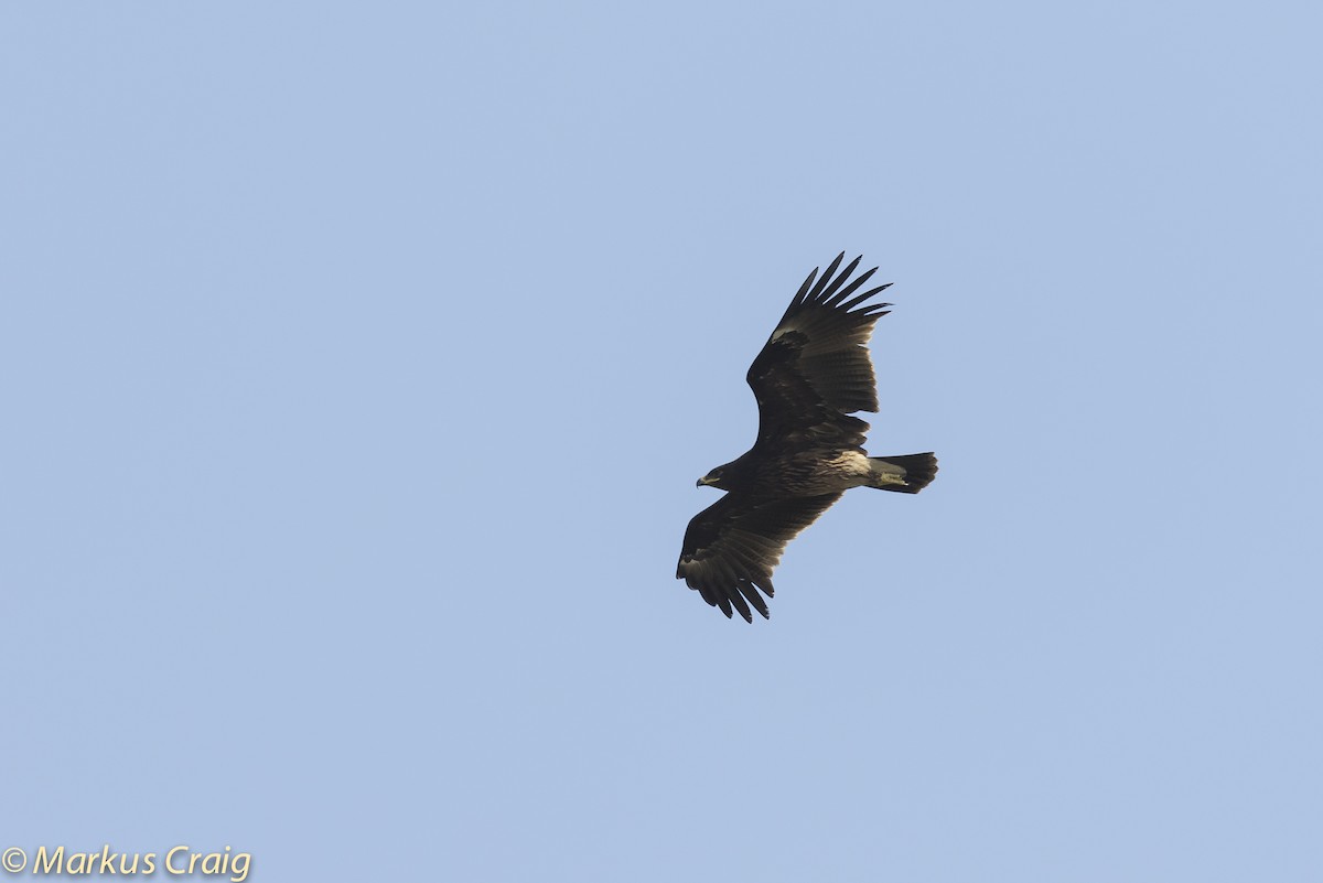 Greater Spotted Eagle - ML53910211