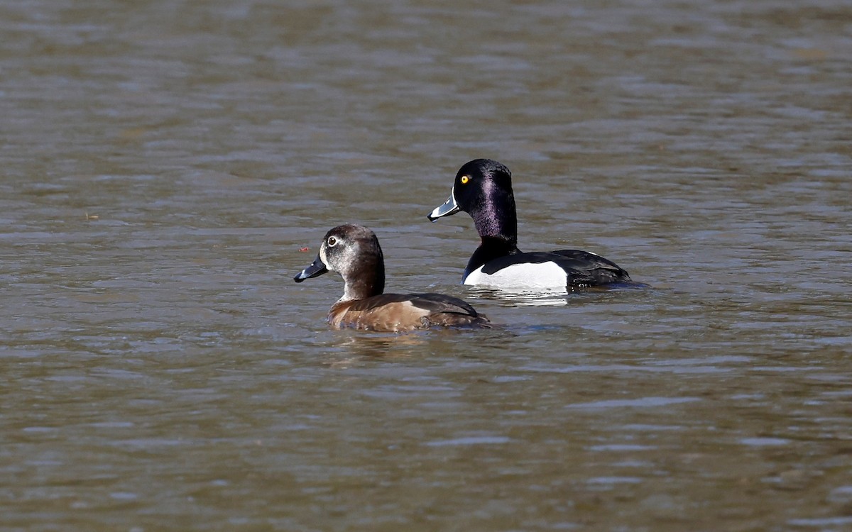 Ring-necked Duck - ML539104041