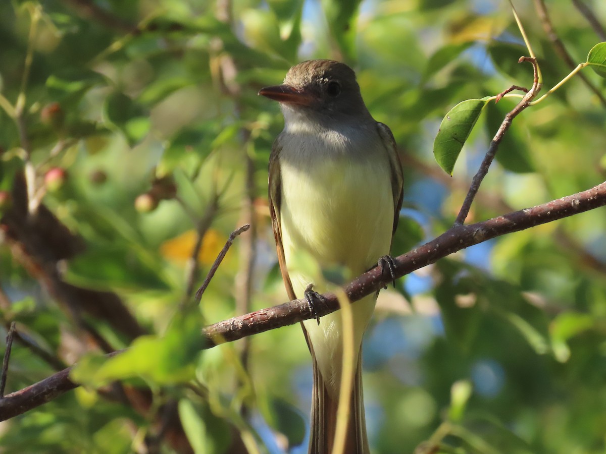 Great Crested Flycatcher - ML539106571
