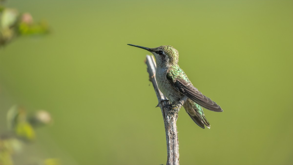 Anna's Hummingbird - paul mclelland