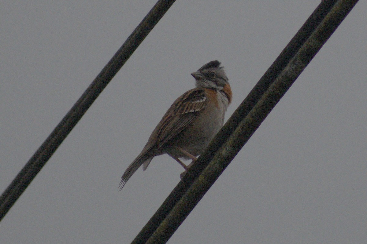 Rufous-collared Sparrow - Nico Stuurman