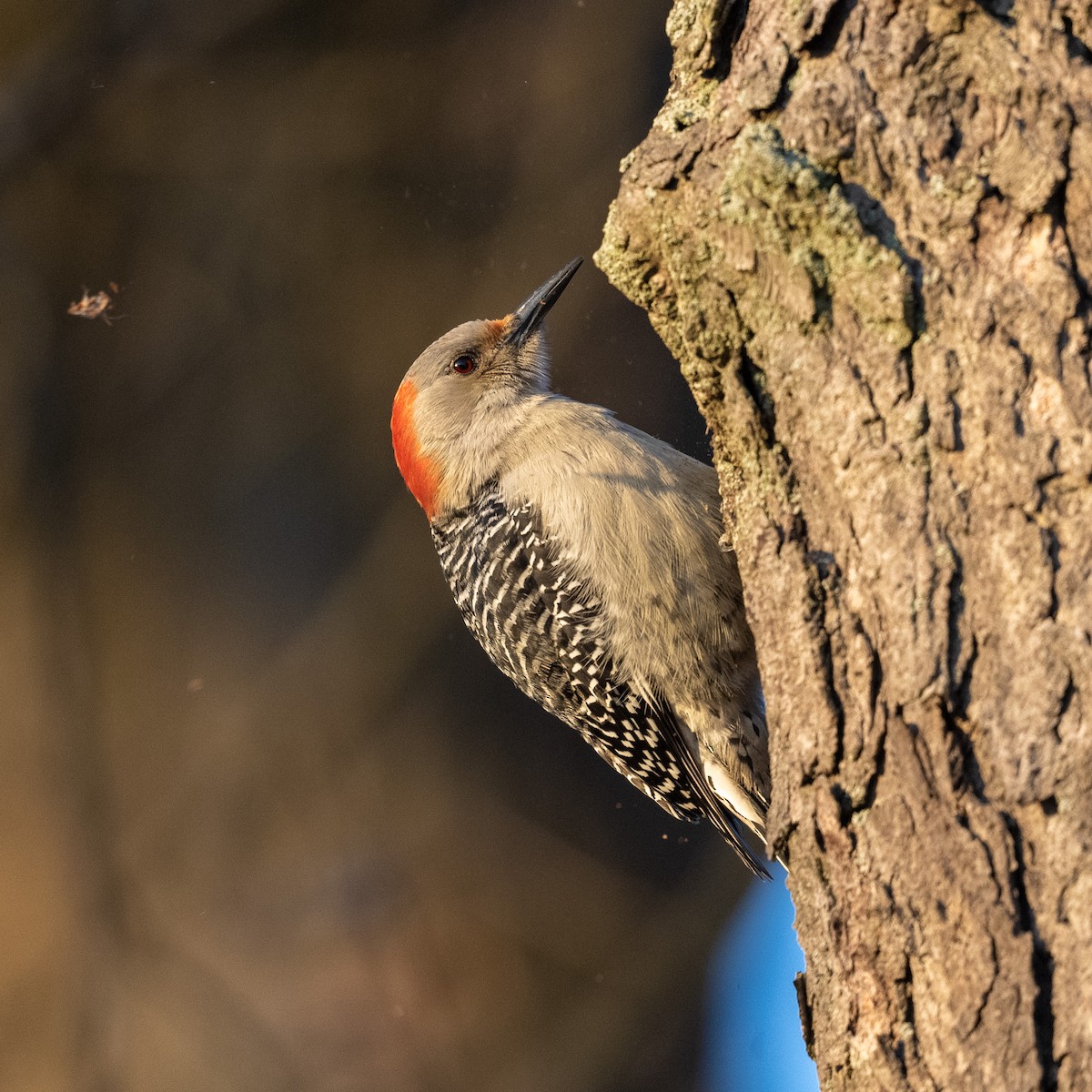 Red-bellied Woodpecker - ML539111861