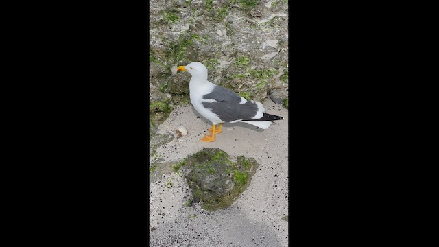 Yellow-footed Gull - ML539117761