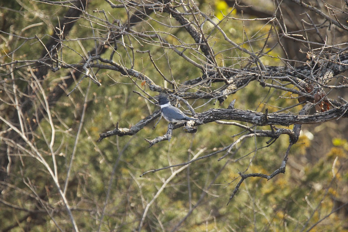 Belted Kingfisher - ML539121601