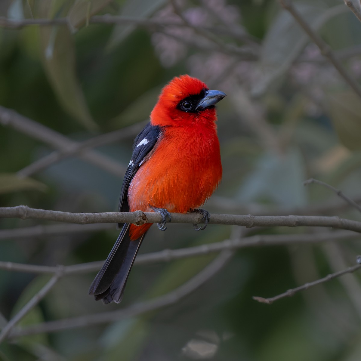 White-winged Tanager - ML539126401