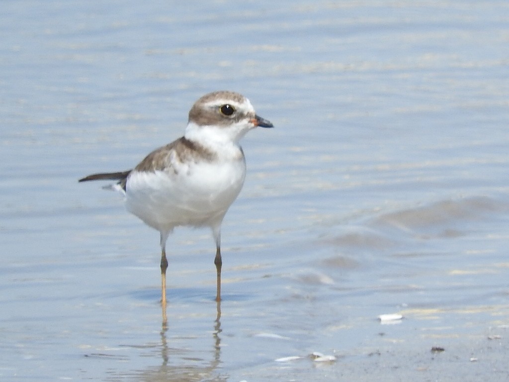 Semipalmated Plover - ML539127721