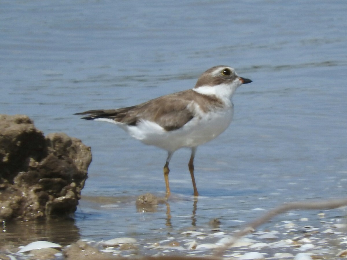 Semipalmated Plover - ML539127731