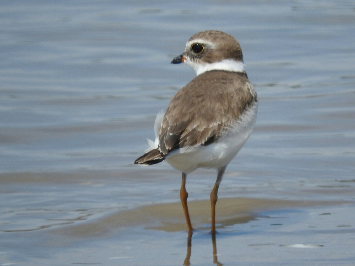 Semipalmated Plover - ML539127761