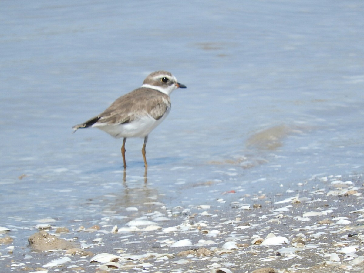 Semipalmated Plover - ML539127771