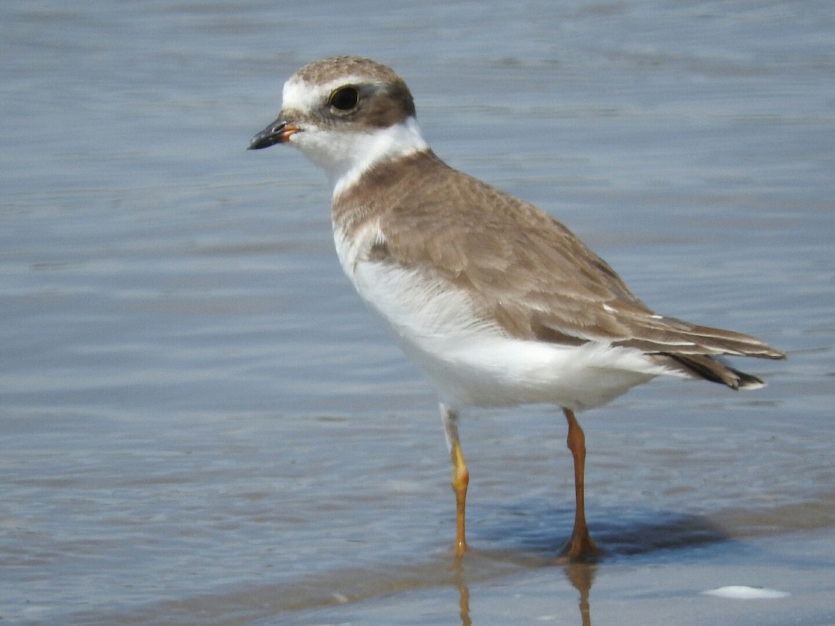 Semipalmated Plover - ML539127791