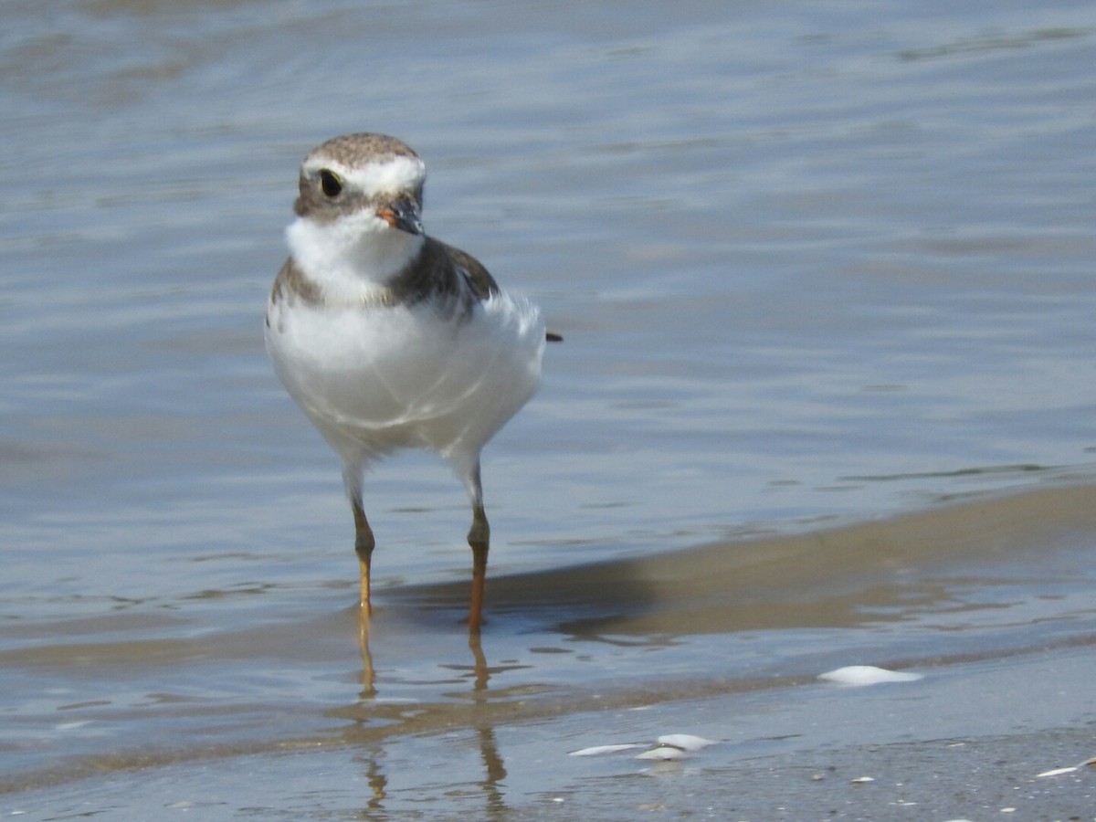 Semipalmated Plover - ML539127801