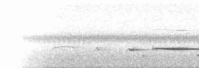  - Northern Fantail (Obi)