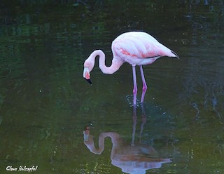 American Flamingo, ML539131041