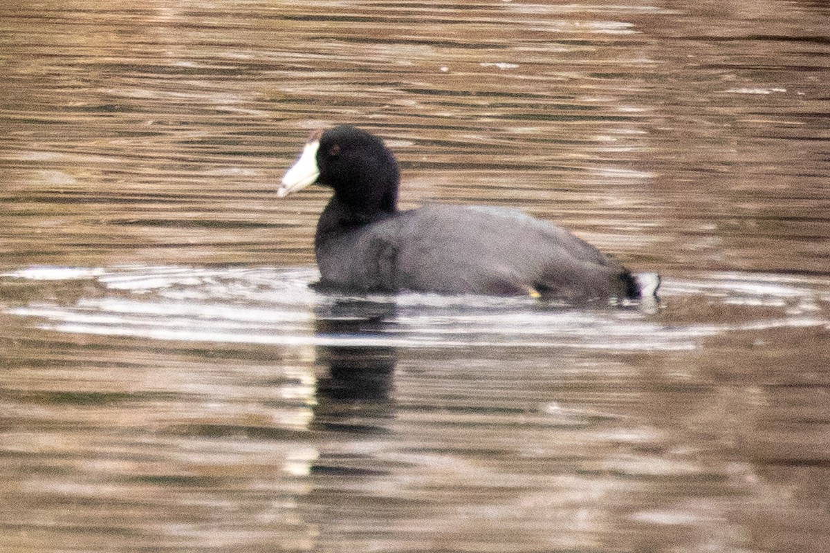 American Coot (Red-shielded) - ML539133111