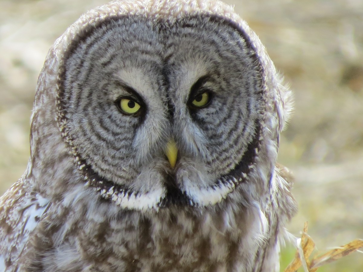 Great Gray Owl - Tom Wheatley