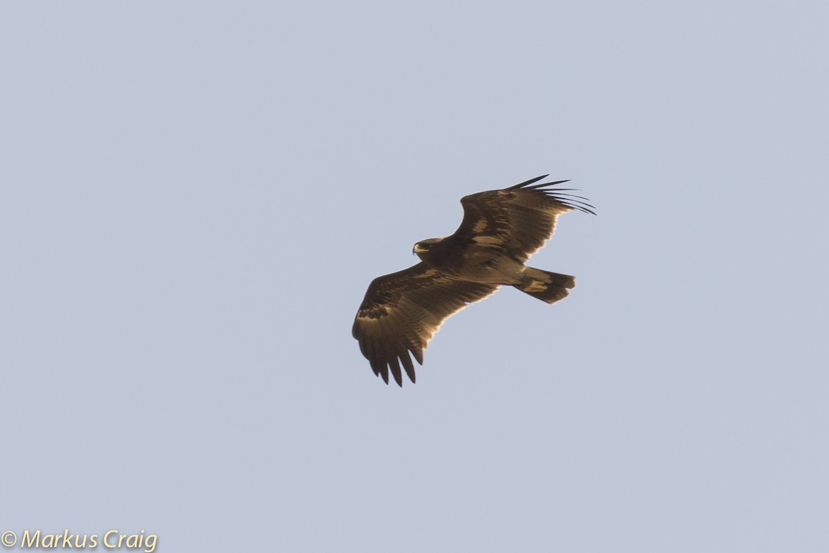 Greater Spotted Eagle - ML53913671