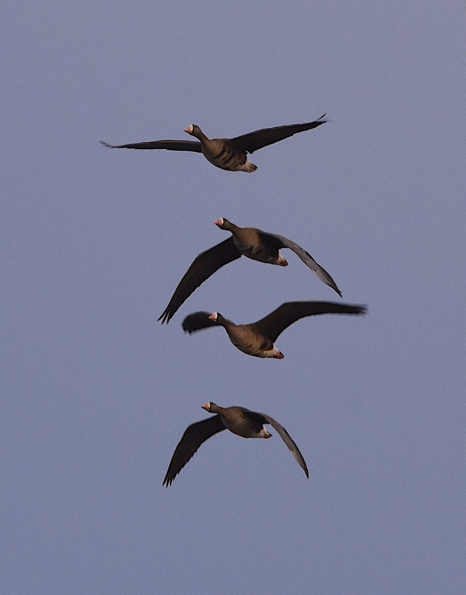 Greater White-fronted Goose - ML539139701
