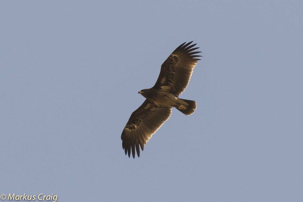 Greater Spotted Eagle - ML53913971