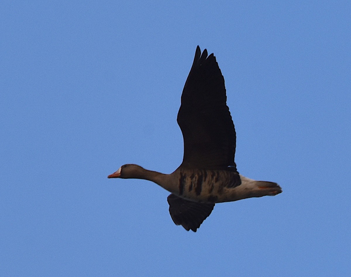 Greater White-fronted Goose - ML539139711
