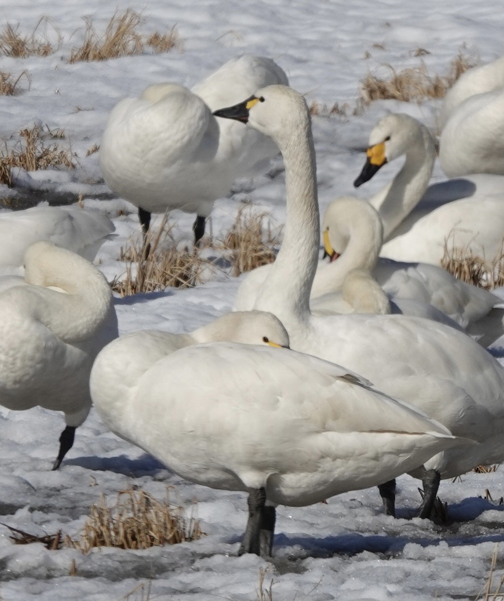 Tundra Swan (Whistling) - ML539140531