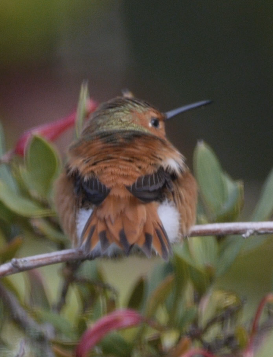 Rufous Hummingbird - ML539143551