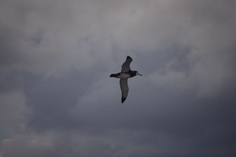 Antipodean Albatross (New Zealand) - ML539147551
