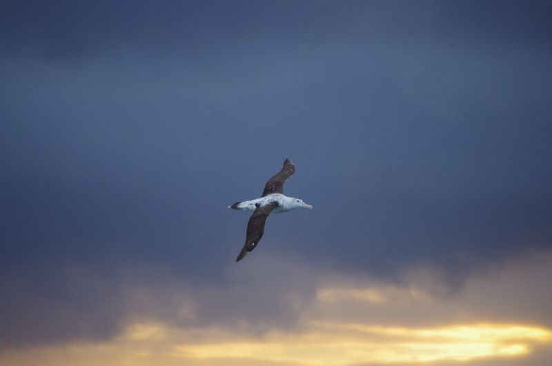 Antipodean Albatross (New Zealand) - ML539147571