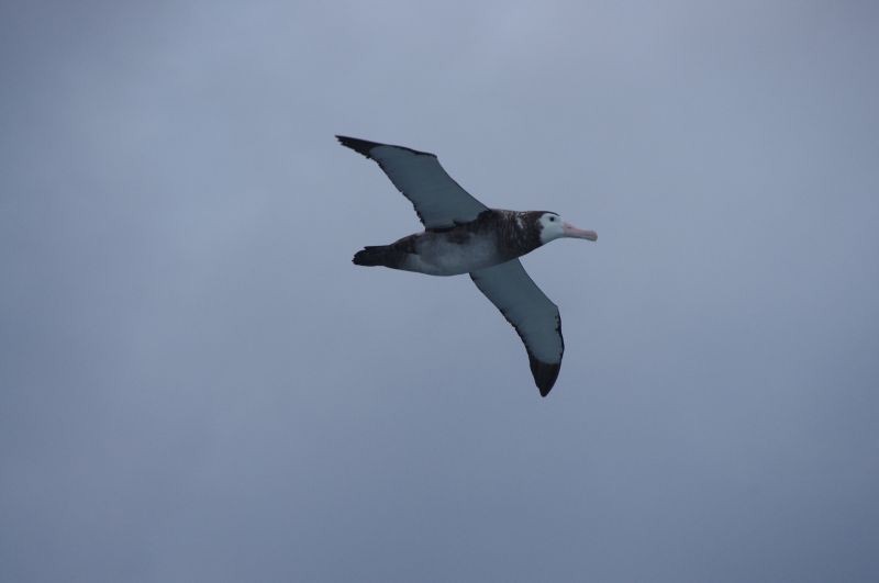 Antipodean Albatross (New Zealand) - ML539147581