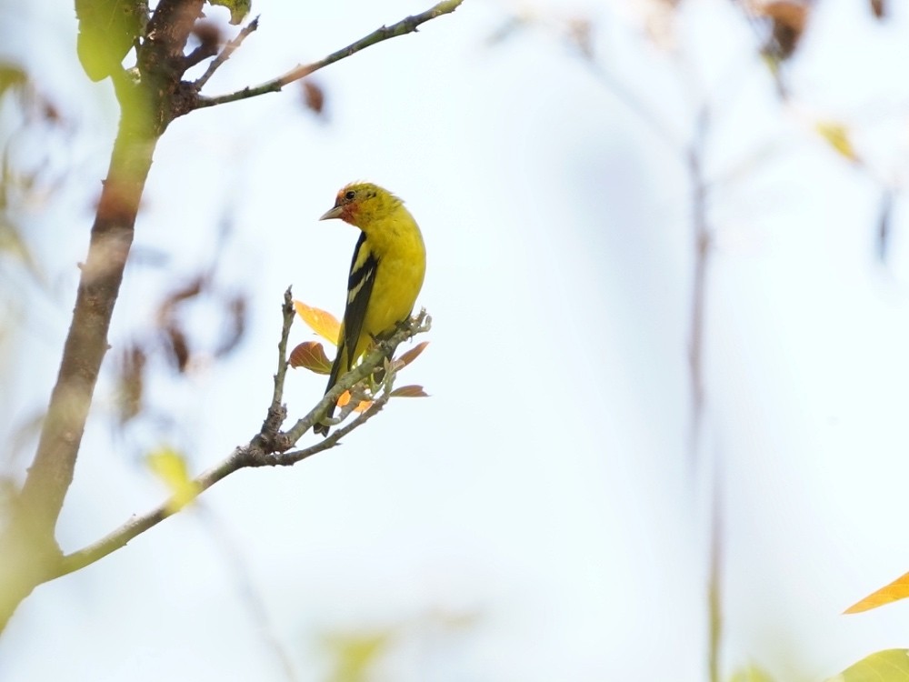 Western Tanager - ML539148661